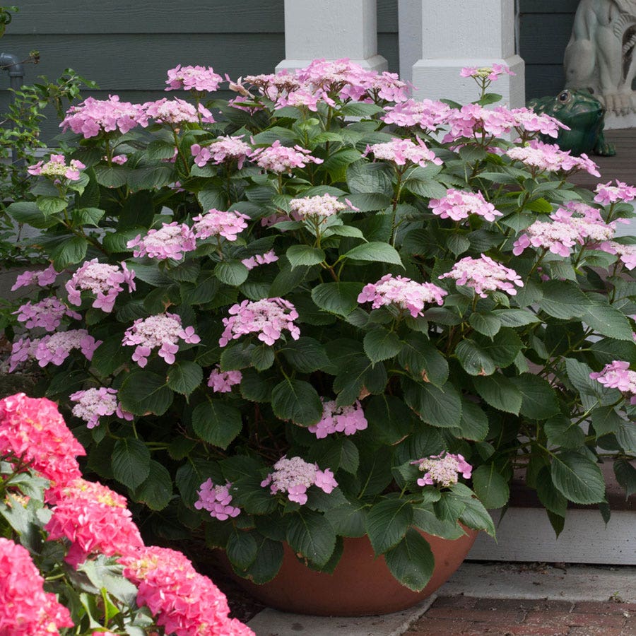 Let's Dance® Starlight Hydrangea