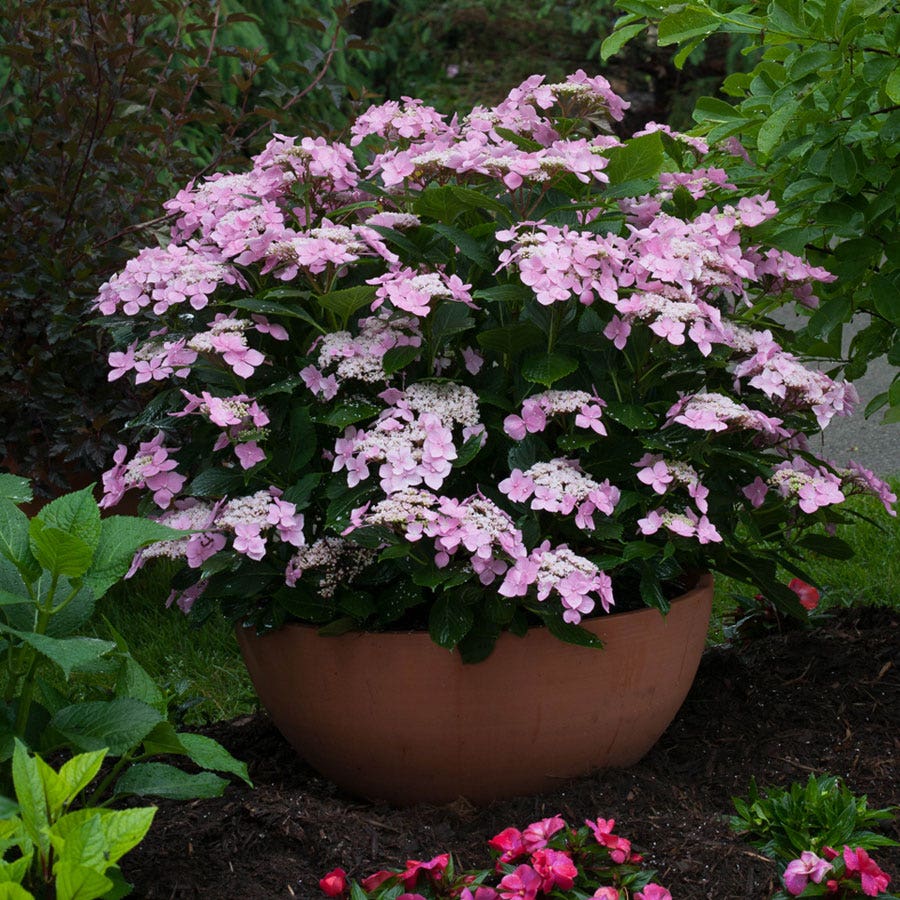 Let's Dance® Starlight Hydrangea