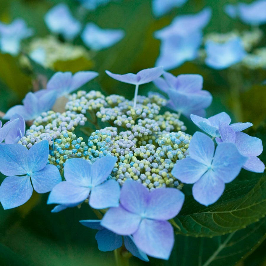 Let's Dance® Starlight Hydrangea