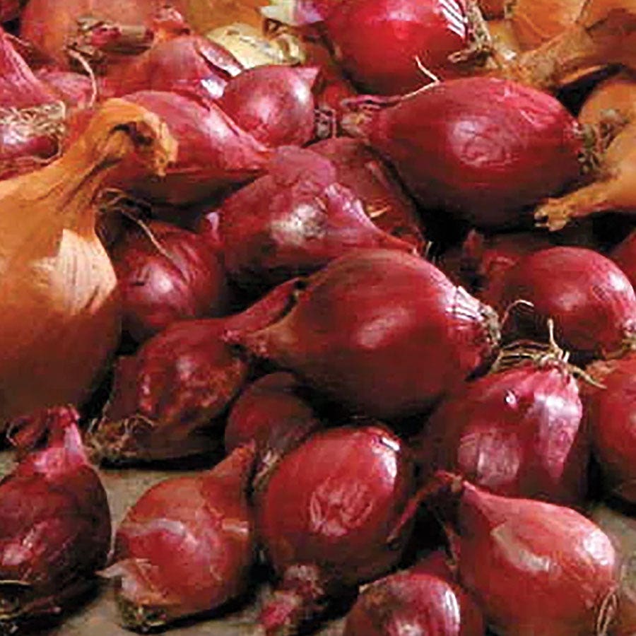 Red Onion Sets
