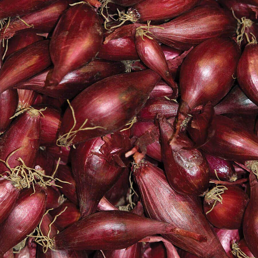 Red Onion Sets