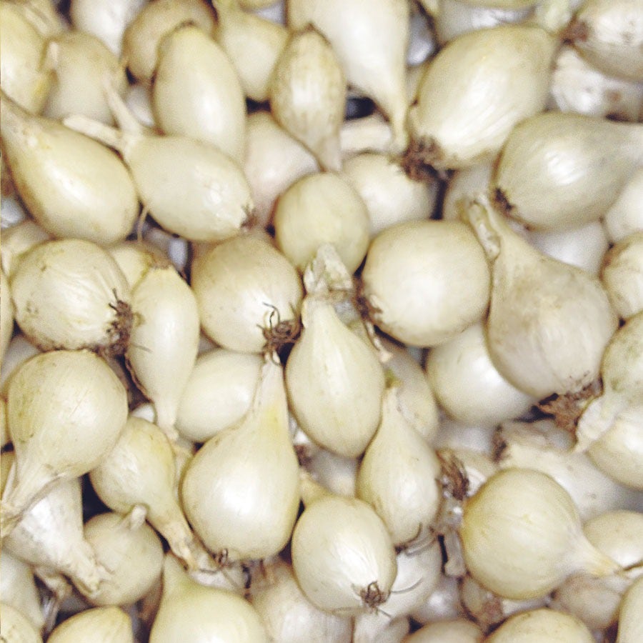 White Onion Sets