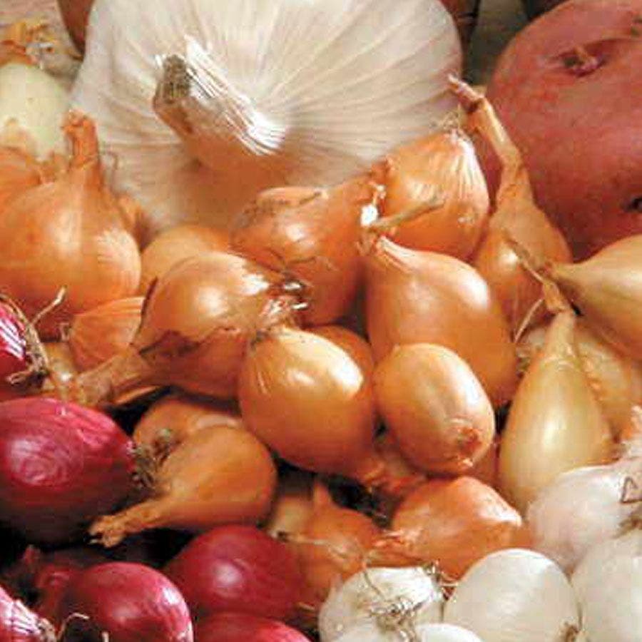 Yellow Onion Sets