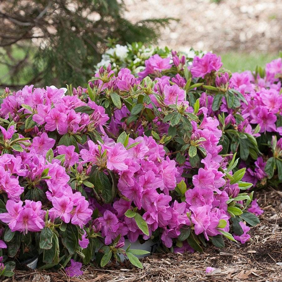 Azalea Bloom-a-Thon® Lavender