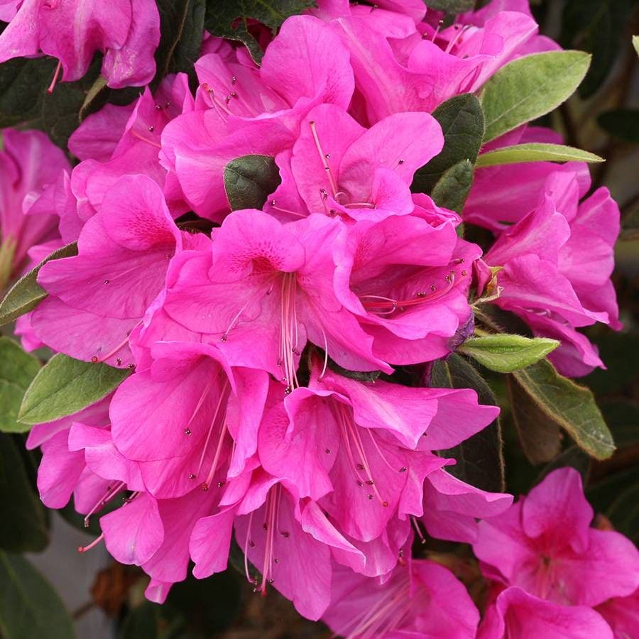 Azalea Bloom-a-Thon® Lavender