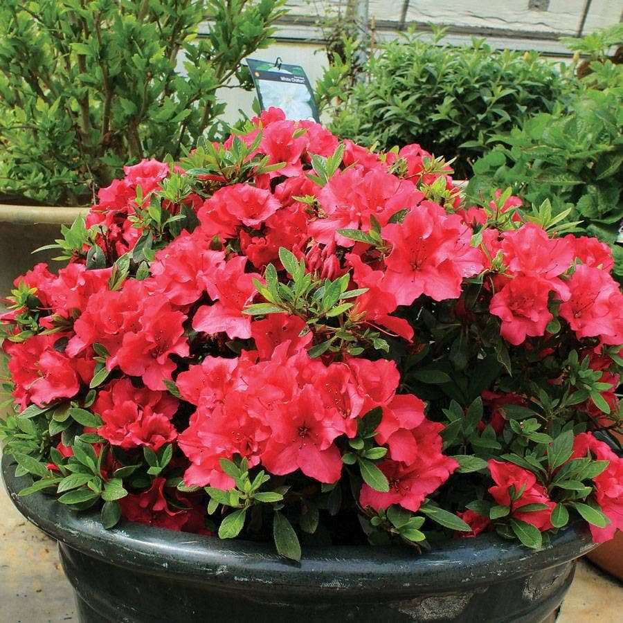 Azalea Bloom-a-Thon® Red