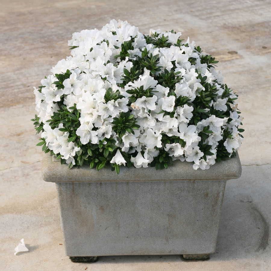 Azalea Bloom-a-Thon® White