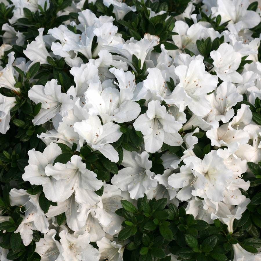 Azalea Bloom-a-Thon® White