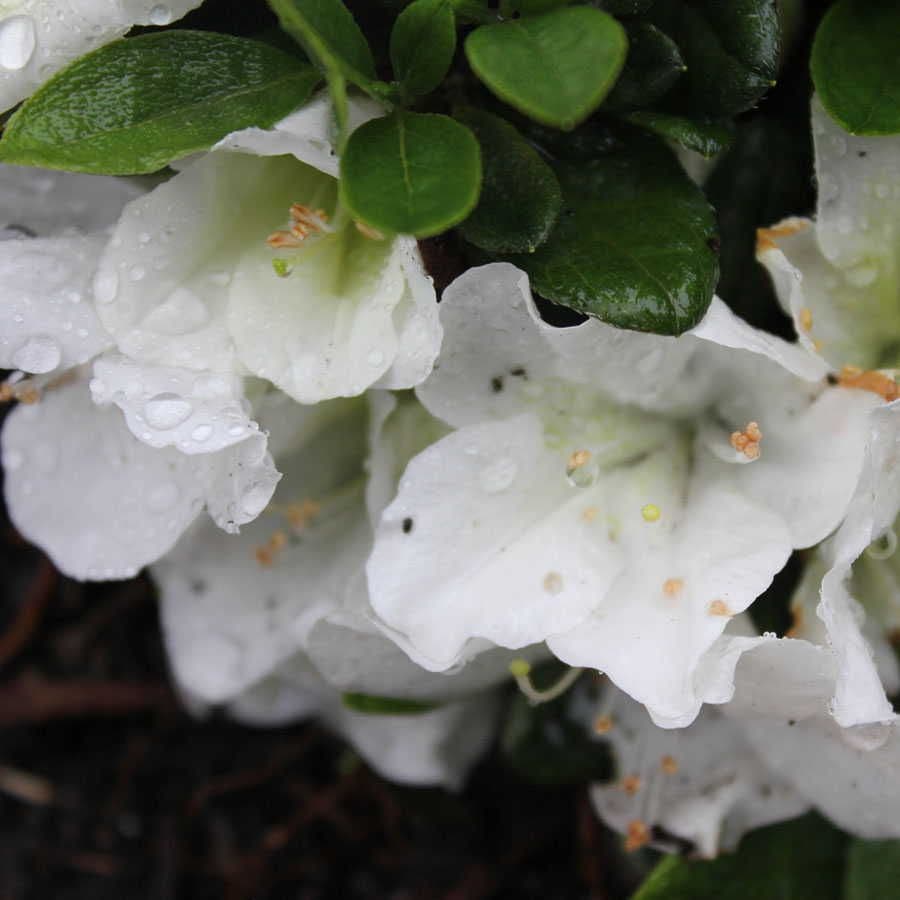 Azalea Bloom-a-Thon® White