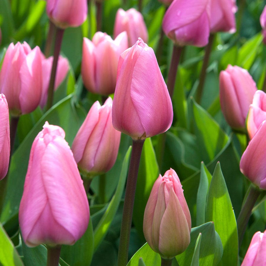 Tulipa Big Love Tulip Bulbs