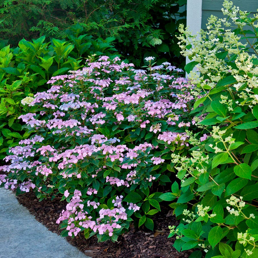 Hydrangea Tiny Tuff Stuff™ Mountain Hydrangea