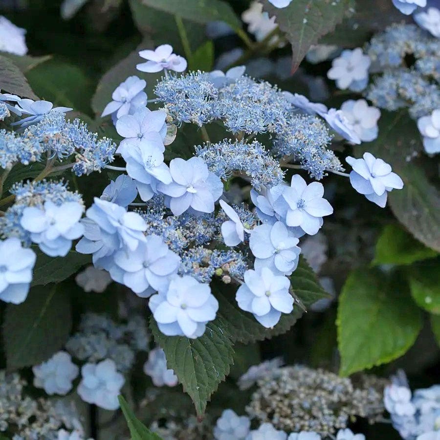 Hydrangea Tiny Tuff Stuff™ Mountain Hydrangea