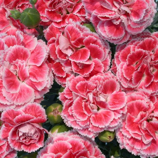 Dianthus Scent First® 'Coral Reef'