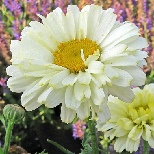 Leucanthemum 'Real Dream'