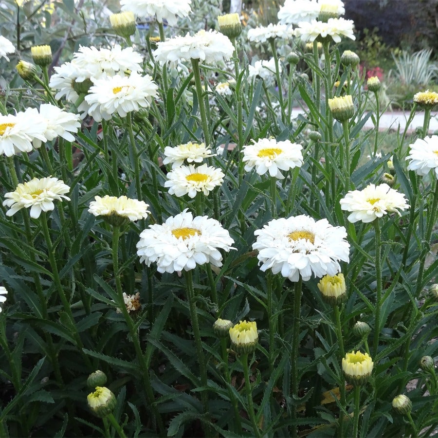 Leucanthemum 'Real Dream'