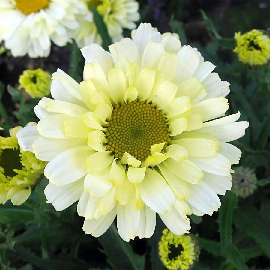 Leucanthemum 'Real Dream'