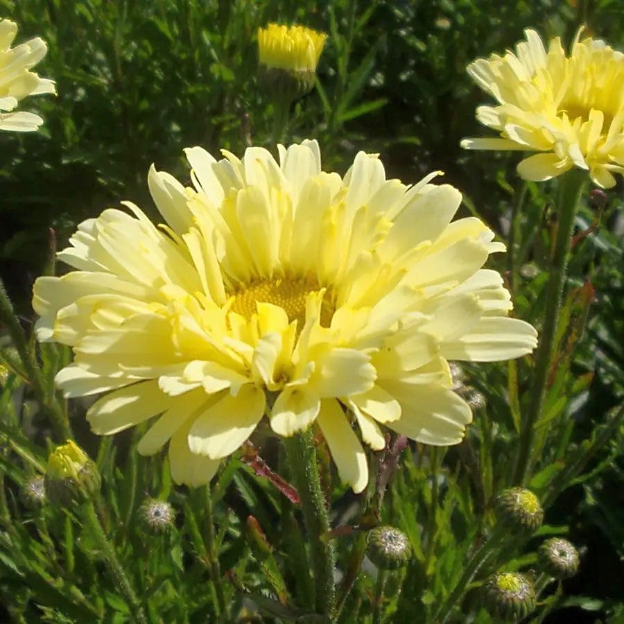 Leucanthemum 'Real Dream'