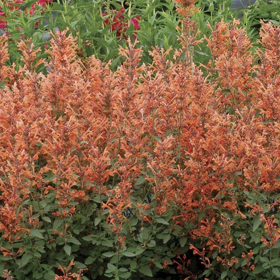 Agastache Kudos™ 'Kudos Mandarin' Hyssop