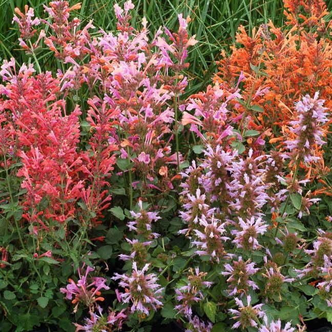 Agastache Kudos™ 'Kudos Mandarin' Hyssop