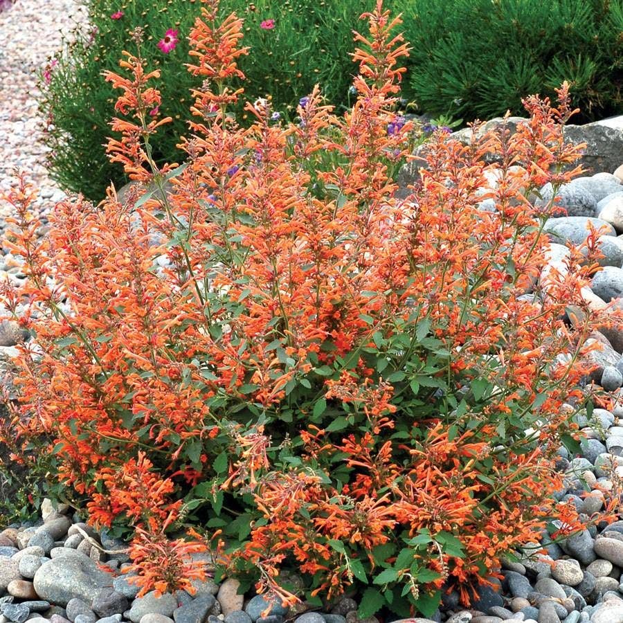 Agastache Kudos™ 'Kudos Mandarin' Hyssop