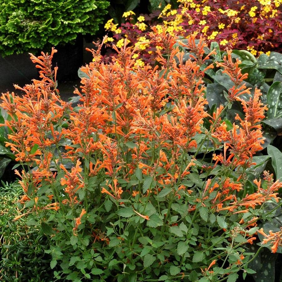 Agastache Kudos™ 'Kudos Mandarin' Hyssop