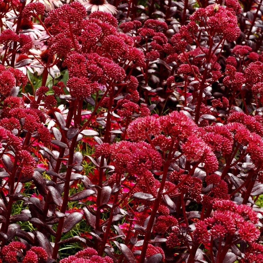 Sedum 'Touchdown Teak'