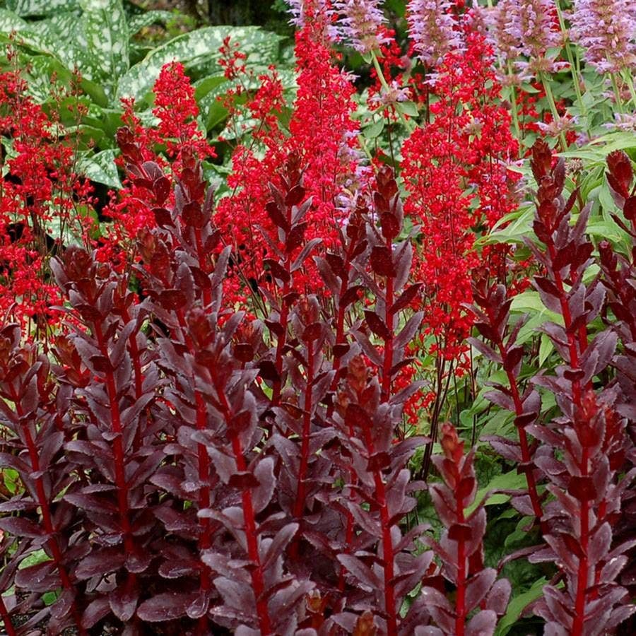 Sedum 'Touchdown Teak'