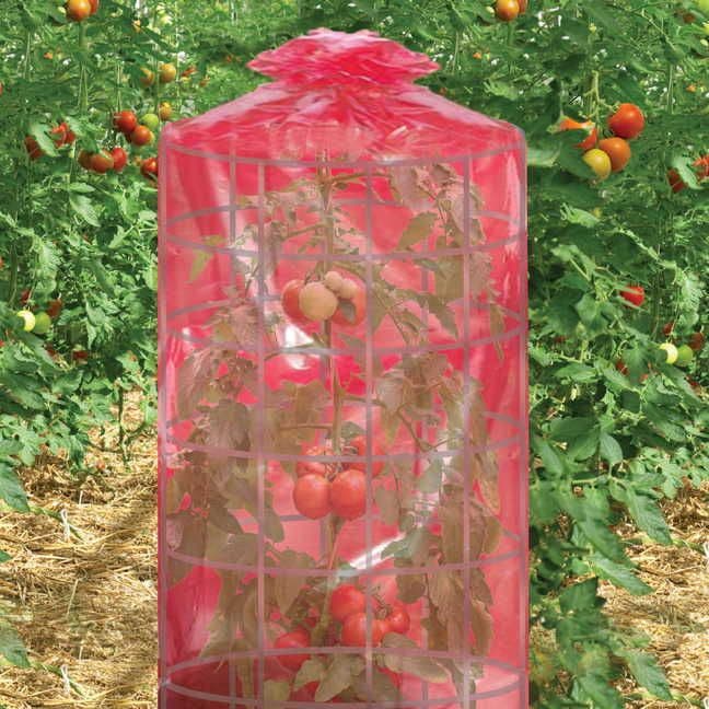 red plastic for tomato plants Better Reds® Greenhouse