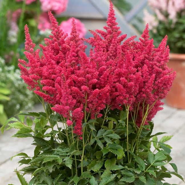 Astilbe 'Fireberry'
