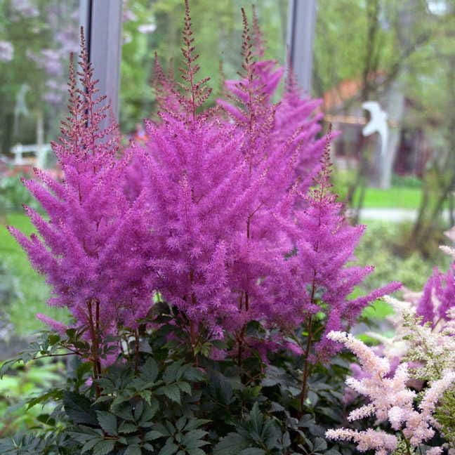 planting astilbe seeds Astilbe 'Nemo'