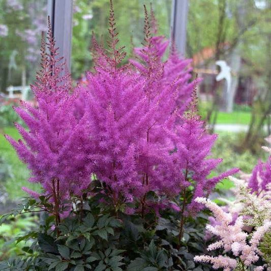 Astilbe 'Nemo'