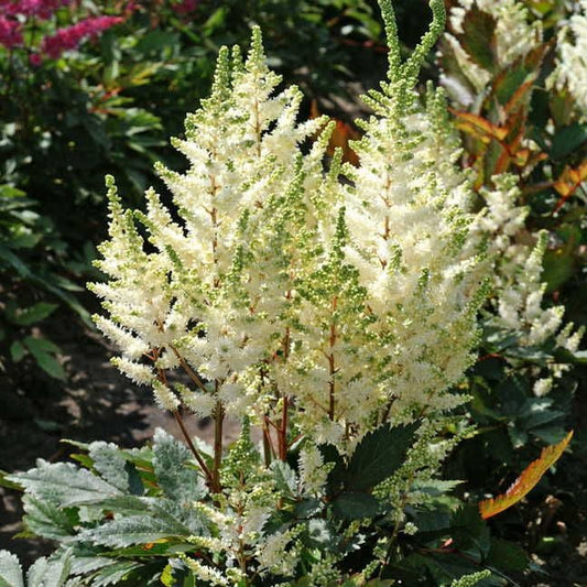Astilbe Younique White™