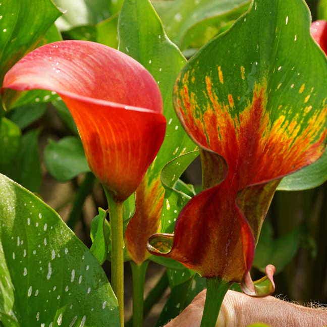 calla lily red flower Red Alert Calla Lily