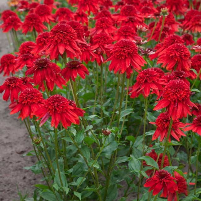 Echinacea 'Eccentric'
