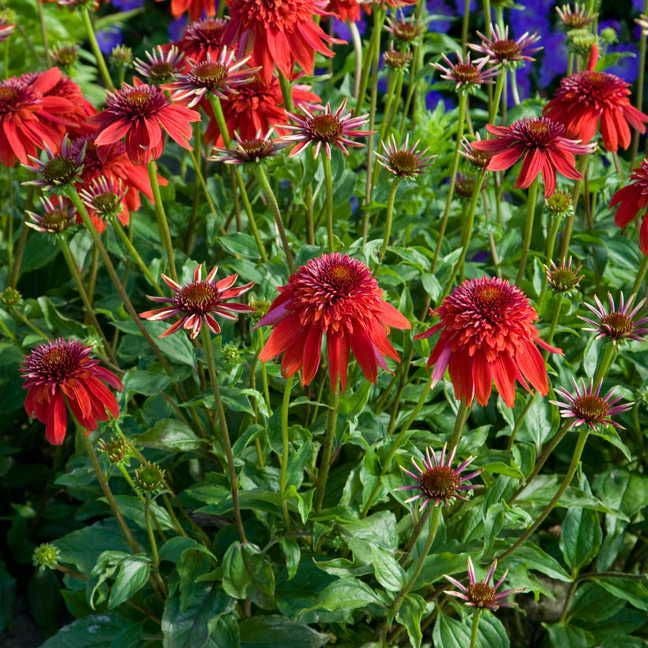 Echinacea 'Eccentric'