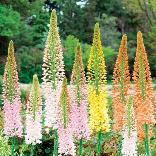 Ruiter's Hybrid Foxtail Lily Mix Bulbs