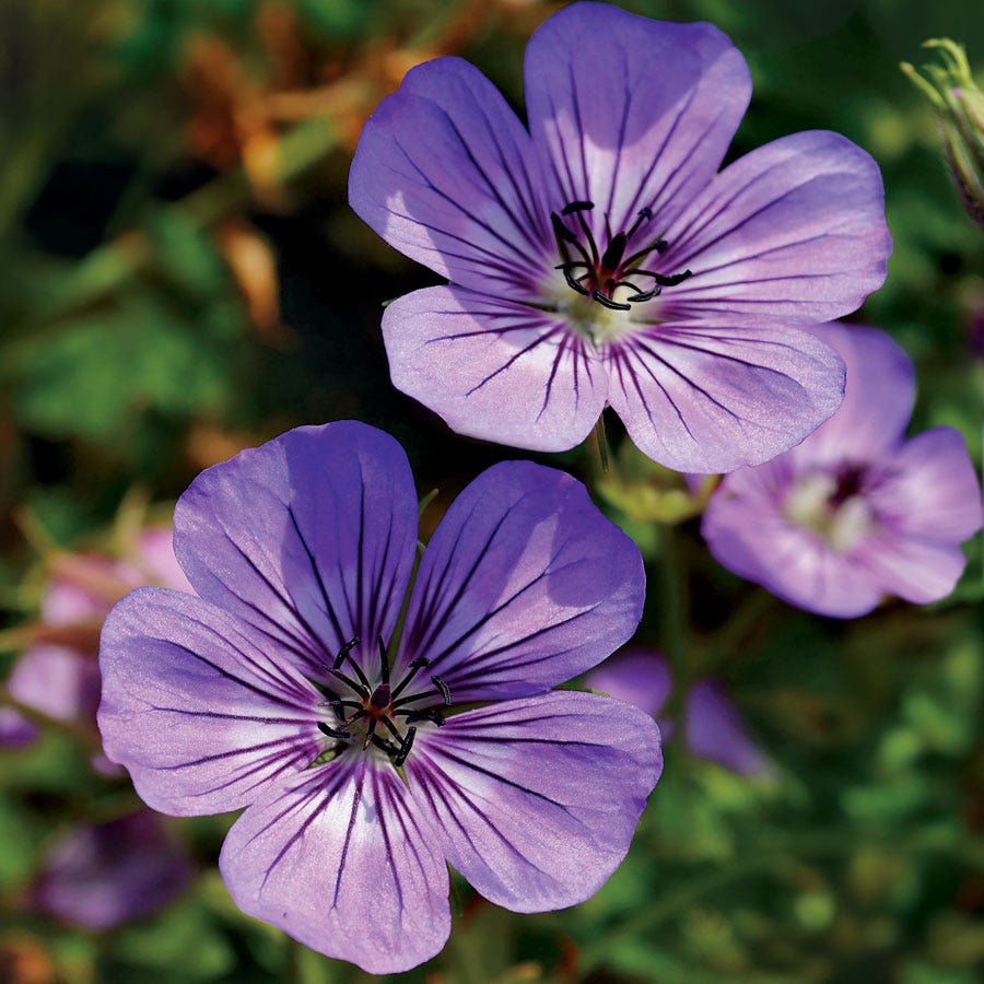 blue geranium seeds Geranium 'Havana Blues' – Park Seed