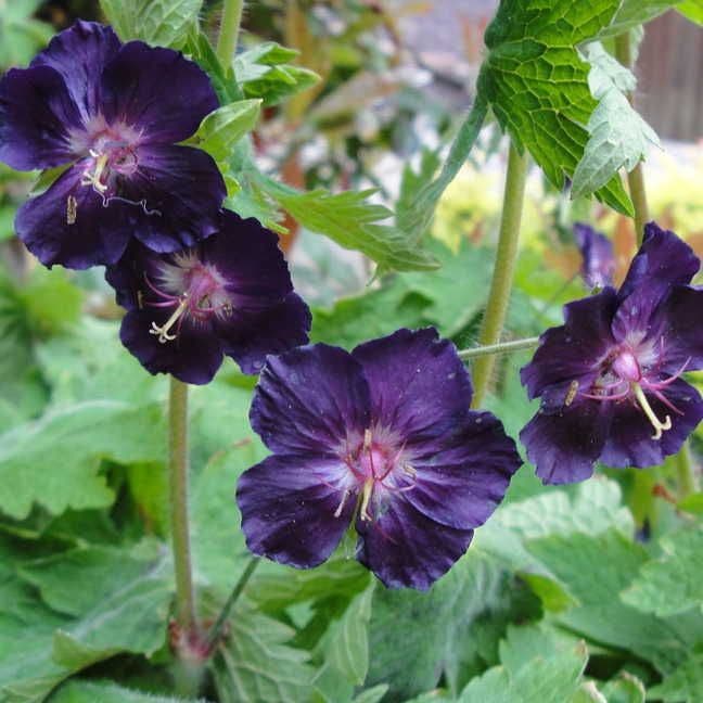 geranium phaeum seeds Geranium 'Raven'