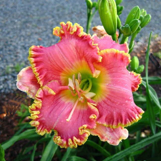 Hemerocallis Diva's Choice