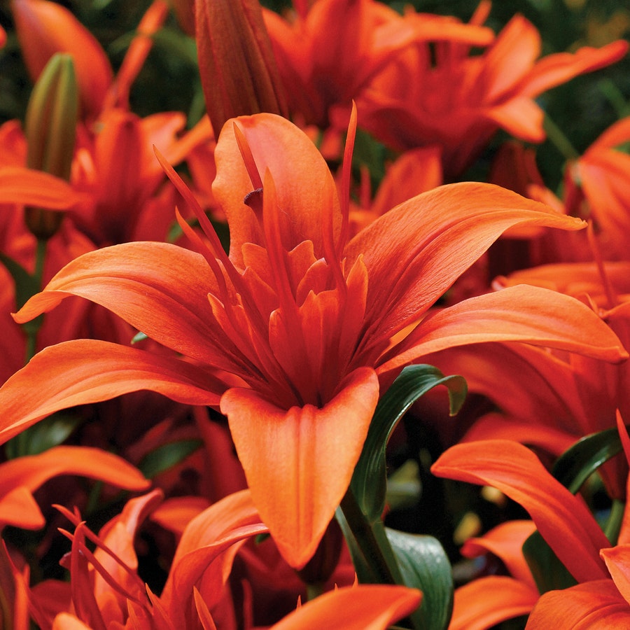double asiatic lily bulbs Red Twin® Asiatic Lily Bulbs