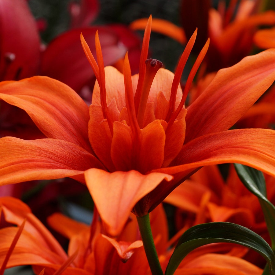 Red Twin® Asiatic Lily Bulbs