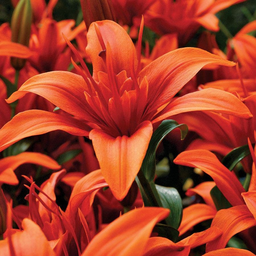 Red Twin® Asiatic Lily Bulbs