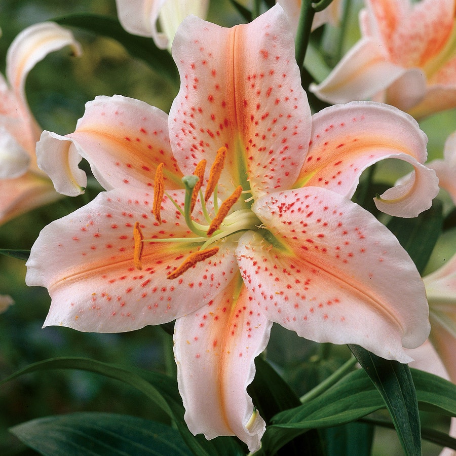 orange asiatic lily plant Oriental Lily Salmon Star Bulbs – Park Seed