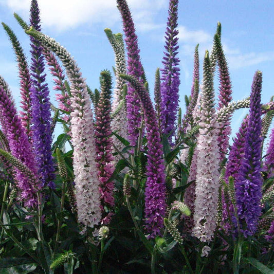 Veronica 'Atomic Ray Mix' Speedwell