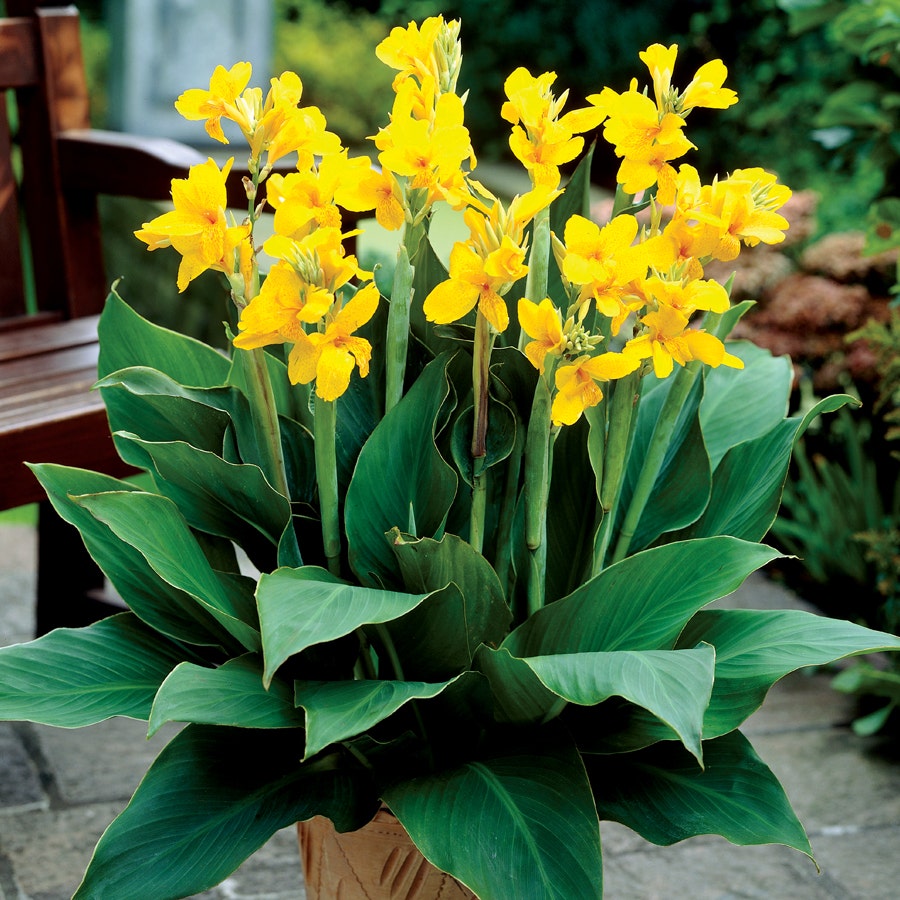 Yara™ Canna Lily Bulbs