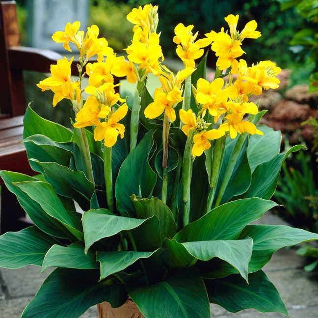 Yara™ Canna Lily Bulbs