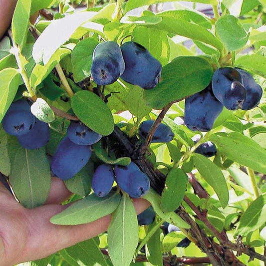 Berry Blue™ Honeyberry