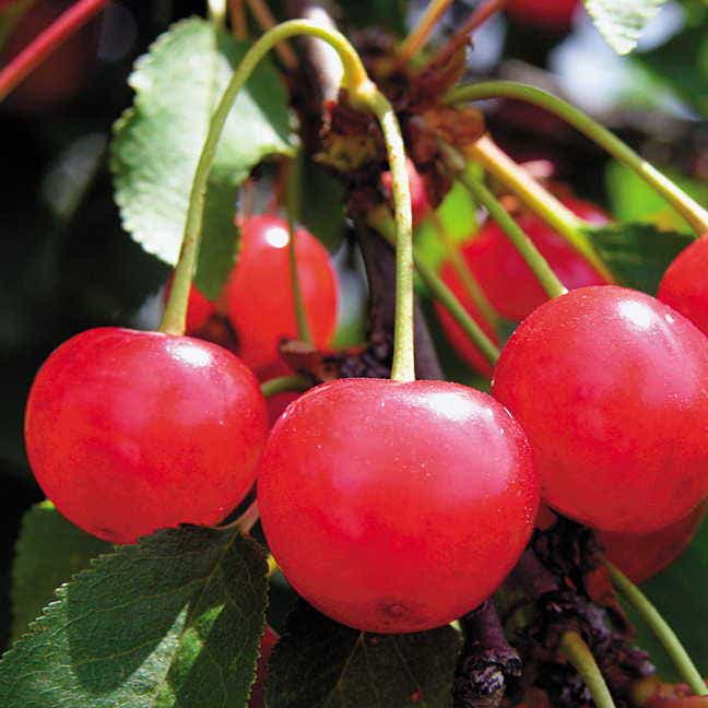 North Star Cherry Tree