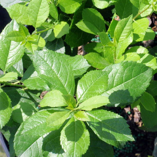 Ilex Mr Poppins® Holly