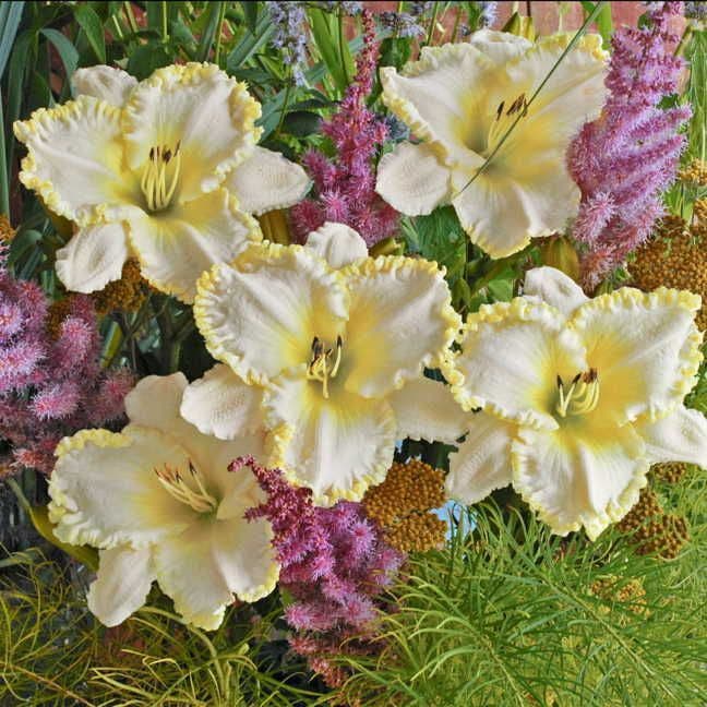 Hemerocallis 'Marque Moon'
